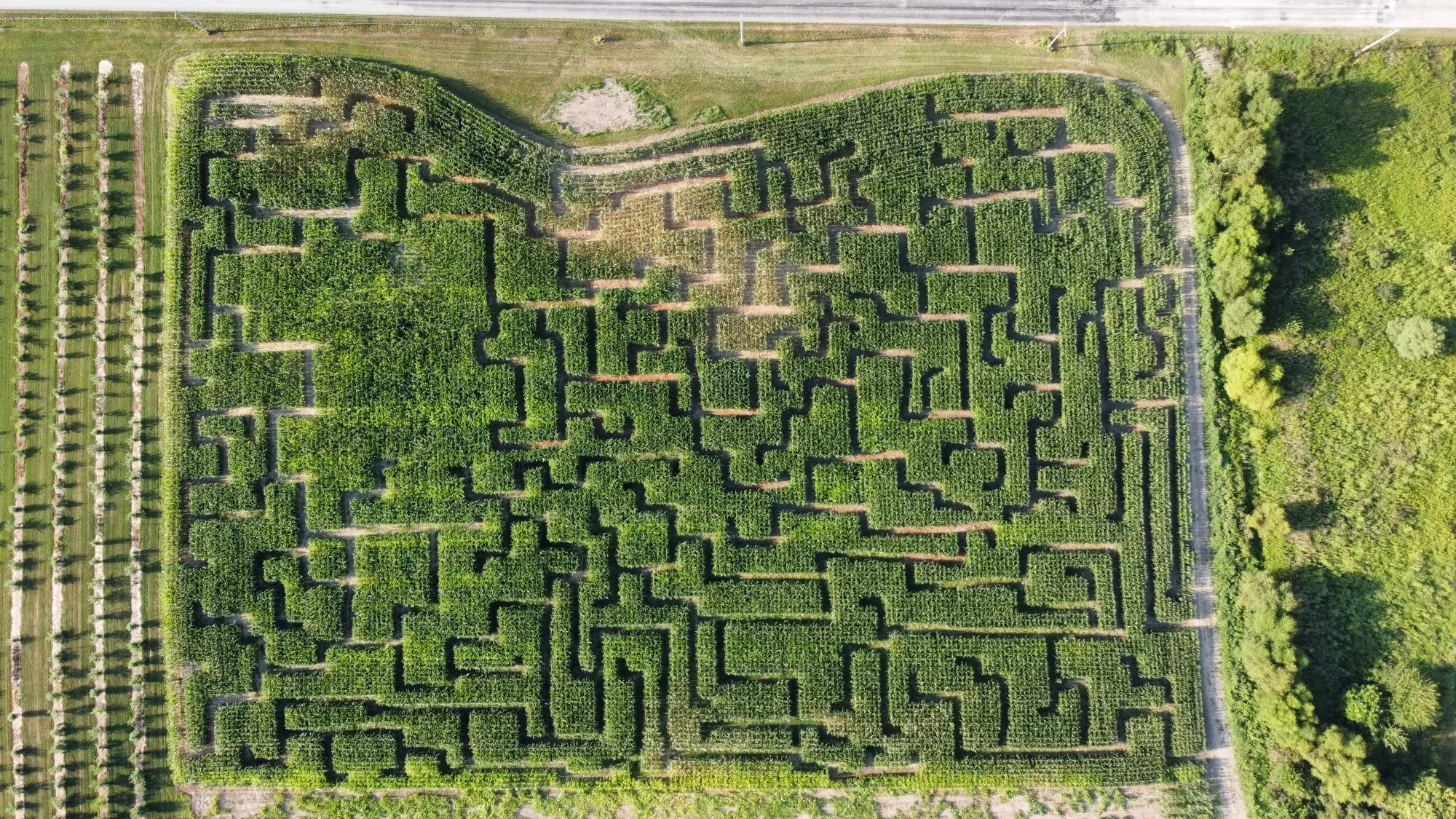 corn maze